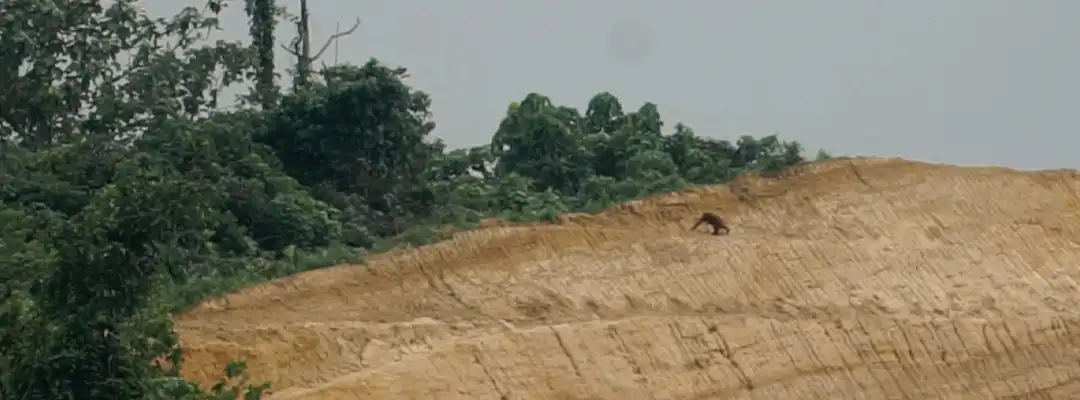 BOS- TheTruth- HUMAN-ORANGUTAN CONFLICT