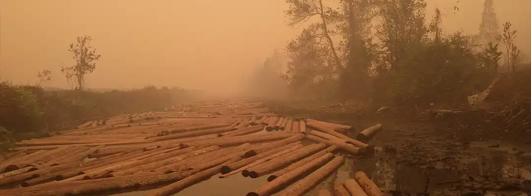 BOS- TheTruth- ILLEGAL LOGGING