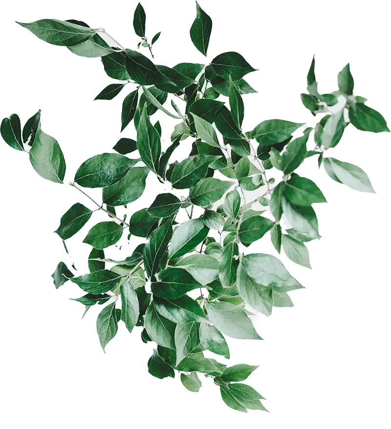 plant with leaves